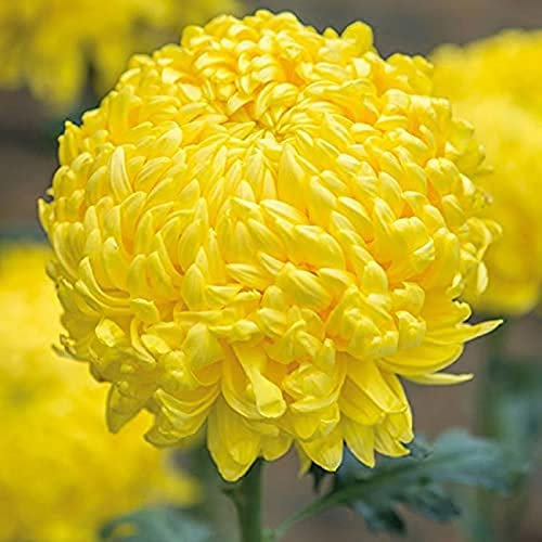Luojuny Semi di crisantemo, 300 pezzi di semi di fiori produttivi non OGM attraenti semi di crisantemo giallo naturale accessori da giardino Giallo