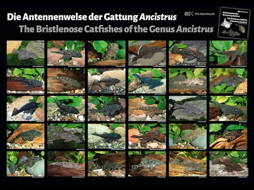 Nature2Arts Poster: Die Antennenwelse der Gattung Ancistrus, groß