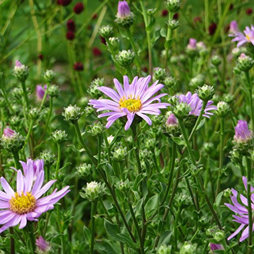 Aster amellus 'Rosa Erfüllung' - Sommeraster, Bergaster, im 0,5 Liter Topf, violettrosa blühend
