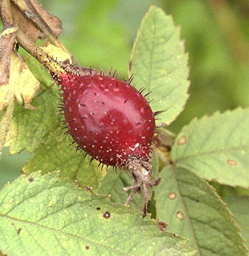 Kriechrose 20-30cm - Rosa arvensis