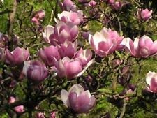 Untertasse Magnolien-Baum (Magnolia soulangeana), 10 Samen