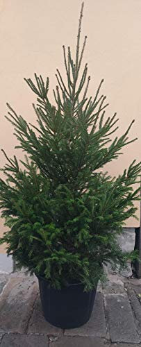 Vivai Piante Ferretti Albero di Natale Vero (Foto Reali Alt. 1,80-2 m) -Regalo di Natale