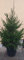 Vivai Piante Ferretti Albero di Natale Vero (Foto Reali Alt. 1,80-2 m) -Regalo di Natale