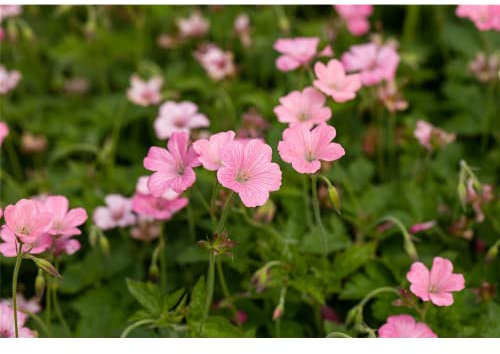Geranium x oxonianum 'Rosenlicht' - Oxford-Garten-Storchschnabel 'Rosenlicht' - 9cm Topf