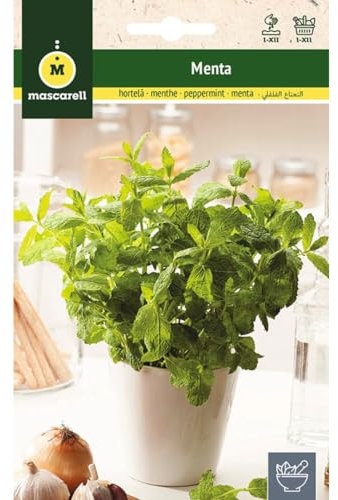Mascarell Semillas, MENTA, Semillas de Hierbas Aromáticas para Plantar, Crea tu Propio Huerto en Casa, 0,2 Gramos