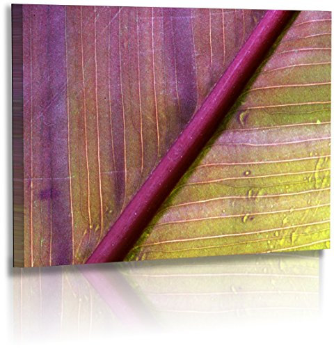 Premium Acrylglasbild XXL - Natur - Blumenfotos - Blume - Blatt - Abstrakte Bilder - Acrylglas : 30 cm x 20 cm