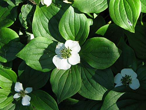 Kanadischer Hartriegel Cornus canadensis Pflanze 5-10cm Teppich-Hartriegel