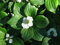 Kanadischer Hartriegel Cornus canadensis Pflanze 5-10cm Teppich-Hartriegel