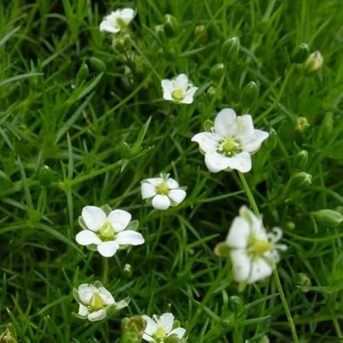 6 x Sternmoos - Sagina Subulata Topf 9x9cm: Ein Teppich aus grünem Sternenzauber