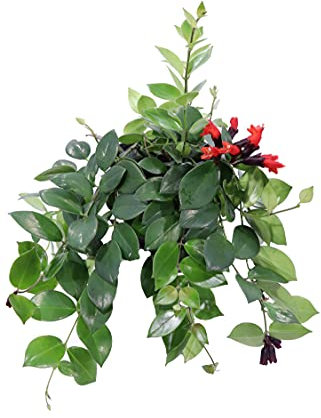 Pianta di Eschinanto Pianta di Aeschynanthus Mona Lisa pianta da interno pianta ornamentale pianta fiorita pianta vera venduta da eGarden.store