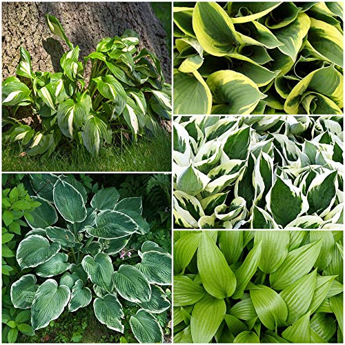 150 Stück samen hosta pflanze winterhart mix funkien - Seltene Pflanzen serie - blumensamen mischung pflanze bonsai zimmerpflanze pflanzen garten hochbeete für garten gartenarbeit