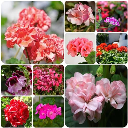 15 pcs geranien samen mehrjährig - balkon pflanzen winterfest bienen wiese geranie,Pelargonium hortorum, balkon pflanze plant blumen deko blumenwiese samen pflanzenkübel gartenblumen