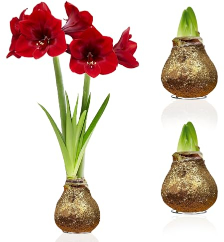 Amaryllis in Wachs Glitter Gold - 2 Wachsamaryllis Blumenzwiebeln - Wax Amaryllis Zwiebel in Großformat 28/30 - Mischung von echte Pflanzen aus Holland - Hippeastrum (keine Samen, nicht künstlich)