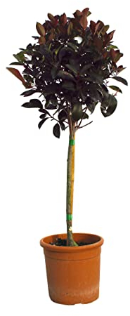 KENTIS - Photinia × Fraseri Red Robin – Winterharte Pflanzen für Garten - Heckenpflanzen - Hoch 80-100 cm Topf Ø 22 cm Minifass