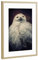 artboxONE Poster mit Rahmen Gold 30x20 cm Hedwig von AD Design - gerahmtes Poster