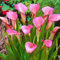 Bulbos Calas Colores Bulbos De Calas Calas Plantas Naturales De Colores，Plantas Calas De Colores，Lirio De Cala Bulbos De Flores Exterior Todo AñO PlantacióN Simple. -2bulbos-D