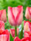 Tulpen Zwiebeln,Tulpen, Tulpen Plant Live Tulpen Pflanzen Tulpen Winterhart Tulpen Knollen Tulpen Rhizome Tulpen Plant Live Large Tulpen MehrjäHrig-5Zwiebeln-A