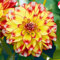 Dahlia 'Lubega Power Tricolour'. Plug Plant x 3. Perennial Bedding Flowers with Incredible Colours! Available from Bedwen Plants.