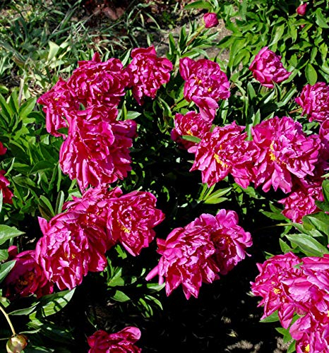 Edelpfingstrose Big Ben - Paeonia lactiflora - lebende Gartenpflanze aus den Baumschulen