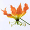 8 pcs Flammenlilien - Zwiebeln Pflanzen winterfeste pflanzen für garten, winterharte stauden Gloriosa superba Pflanze DachbegrüNung Geschenke Für äLtere Menschen winterharte kübelpflanzen