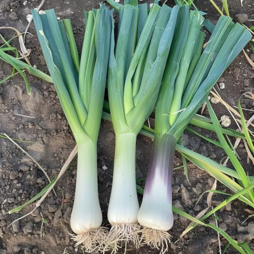 200 Semi di Porro - SemiSelvaggio Permacultura