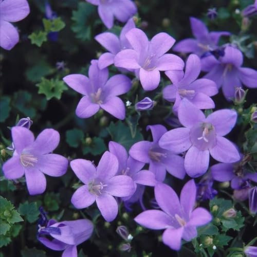 Campanula muralis 'Major' – Low-Growing Perennial with Violet-Blue Flowers, Ideal for Ground Cover & Rock Gardens – by Park Farm Plants
