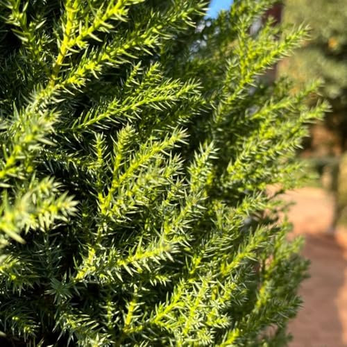 zypressen samen - zypresse samen zimmerbonsai bonsai - Seltene pflanzen - winterharte kübelpflanzen pflanzensamen robuste balkonpflanzen winterhart winterharte pflanzen für garten 500pcs