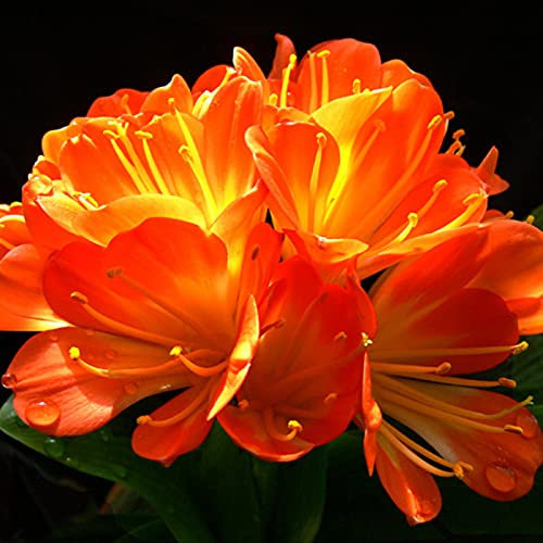 Afrikanische Kaffir-Lilie Clivia Miniata-Samen, schöne Gartenpflanze für Damen, Herren, Kinder, Anfänger, Gärtner, Geschenk