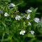 200 Pcs Bodendecker Mazus Reptans Samen - Kräuter Pflanzen, Winterharte Kübelpflanzen, Herbstblumen Winterhart Lippenmäulchen Samen, Balkon Kräutergarten, Zimmerpflanzen Samen Bodendecker