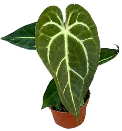 Anthurium Regale X Magnificum - Flamingoblume - Zimmerpflanze - Ø10,5cm - ↑15cm
