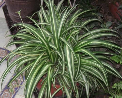 Lot de 10 nouvelles graines fraîches de chlorophytum comosum