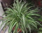 Lot de 10 nouvelles graines fraîches de chlorophytum comosum
