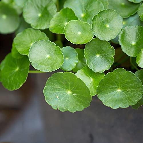 Centella asiatica attraktive gartenverzierung wunderschöne 200samen