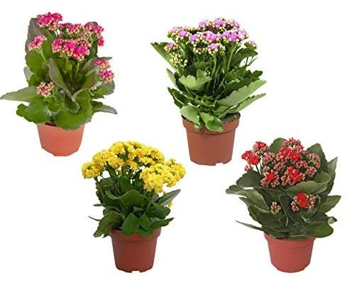 Kalanchoe Rosalina Mix - 4 Plants