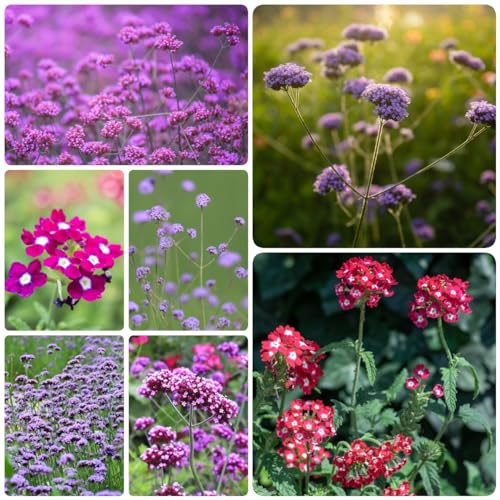 300 Pcs Kriechende Teppich Verbene Samen - Verbena Officinalis - Bodendecker Samen Winterhart Hochbeet Samen Eisenkraut Pflanze Verbenas Samen, Kräutergarten Geschenk, Kräuter Samen