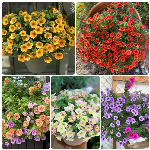 Zauberglöckchen samen (Calibrachoa elegans), winterharte pflanzen für garten，indoor garten hängepflanzen winterhart mehrjährig，garten deko pflanzen garten，deko wohnzimmer modern bonsai 300pcs