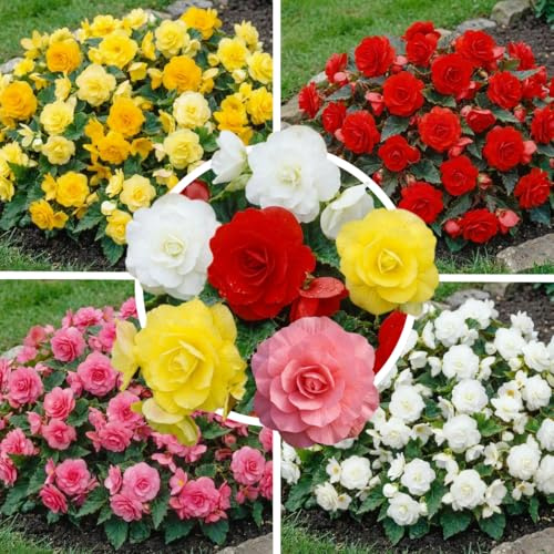 FLORIUM Bégonias multicolores suspendus collection cascade, mélange de 5 tubercules de bégonias hollandais, véritables grands bégonias (pas de graines et non artificiels)
