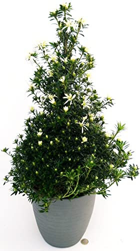 POWERS TO FLOWERS - AZALEA ALBERELLO KOROMU SAKU WHITE, PIRAMIDE altezza 70cm, IN VASO CERAMICA ANTRACITE A RIGHE, pianta vera