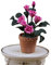 Meirucorp Details About Dollhouses Decoration 1:12 Scale Model Pink Flower and Pottery Pot