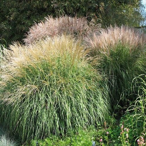 500 semillas frescas - Semillas Miscanthus hierba ornamental