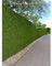 Lebensbaum Thuja Brabant 200-225 cm. 10 Thuja Pflanzen. Sichtschutz Hecke