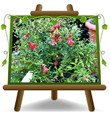 EURO PLANTS VIVAI Melograno Nano Punica Granatum Nana Gracilis Pianta Ornamentale - su Vaso da 16 cm - Altezza 40-50 cm