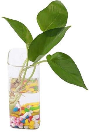 Gsycle 2 Stück Glaswand-Pflanzgefäße, Hängende Glas-Pflanzgefäße, Wandbehang, Glas-Pflanzgefäß, Hydrokultur-Wand-Pflanzgefäß, Glas-Terrarium Für Heimdekoration(#5)