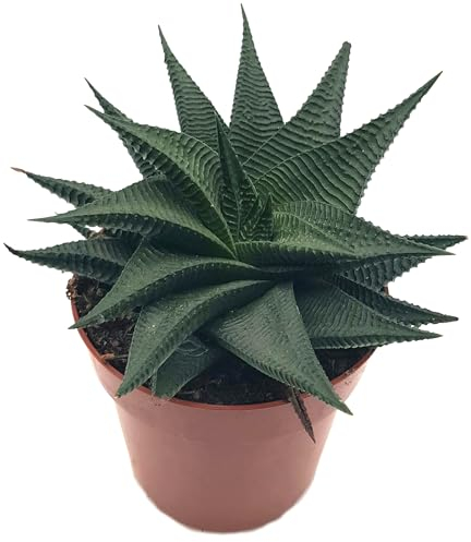 Haworthia limifolia 'Twister' - pflegeleichte Sukkulente - seltene, gedrehte Kaktee - die Spiral Aloe ist eine sehr schöne Zimmerpflanze für das sonnige Fensterbrett