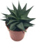 Haworthia limifolia 'Twister' - pflegeleichte Sukkulente - seltene, gedrehte Kaktee - die Spiral Aloe ist eine sehr schöne Zimmerpflanze für das sonnige Fensterbrett