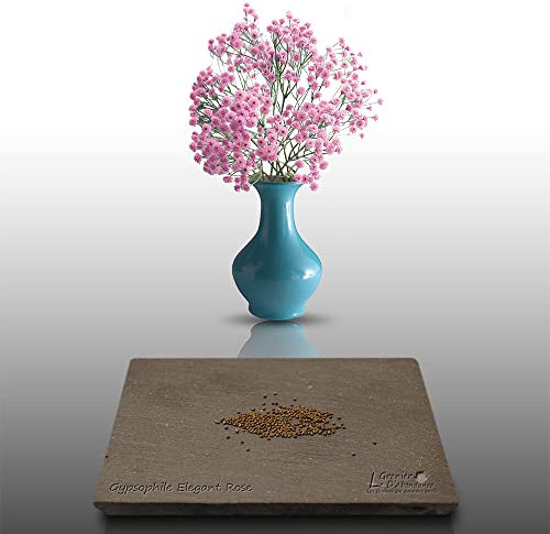 150 graines Fleurs à semer - Le Grenier d'Abondance - GYPSOPHILE Elégant rose - Gypsophila