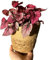 Planta Natural Begonia Rex Color Rosa para Interior o Exterior en Maceta Ø12 cm Altura 20 cm Decoración Hogar