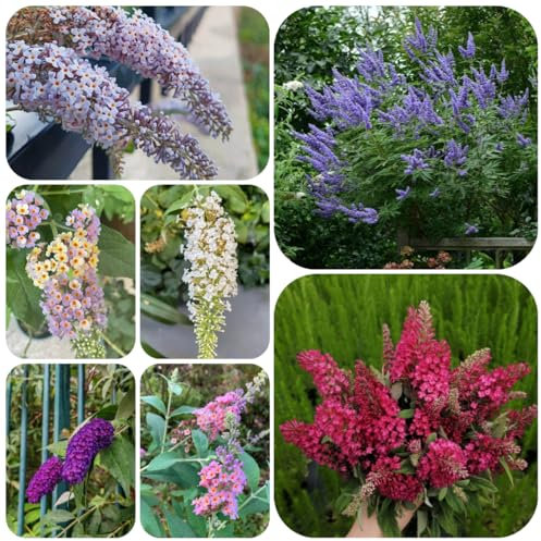 semillas de la planta del arbusto de las mariposas - Plantas de jardín de rocas arbusto de mariposas bonsái, decoración de flores 120pcs