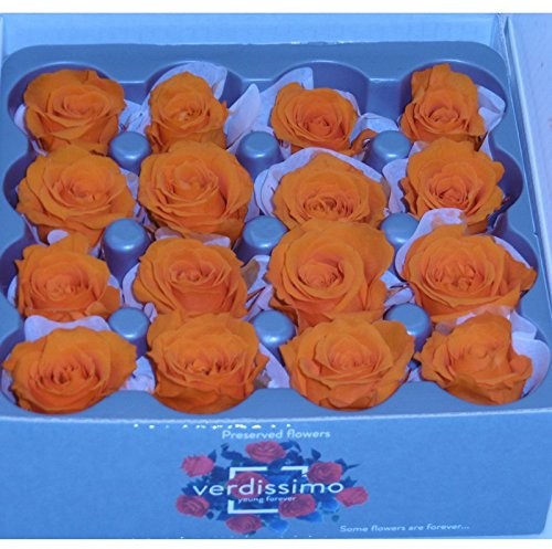 16 pomelli di mini rose stabilizzate da 2 a 2,5 cm di diametro (arancione).