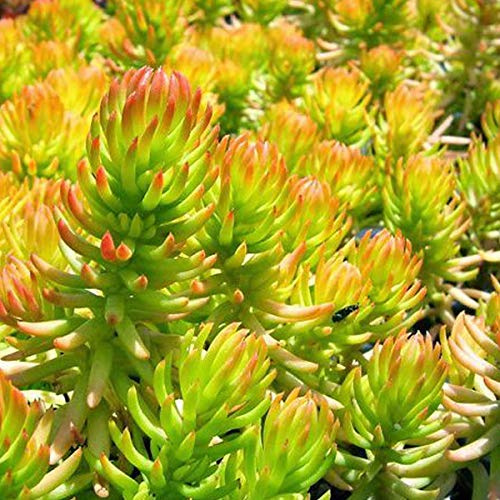6 x Fettblatt 'Angelina' - Sedum Reflexum 'Angelina' Topf 9x9cm: Lebendige Farben für den Garten
